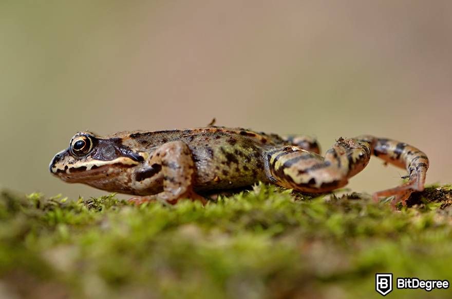 Online biology courses: a frog is walking on moss.
