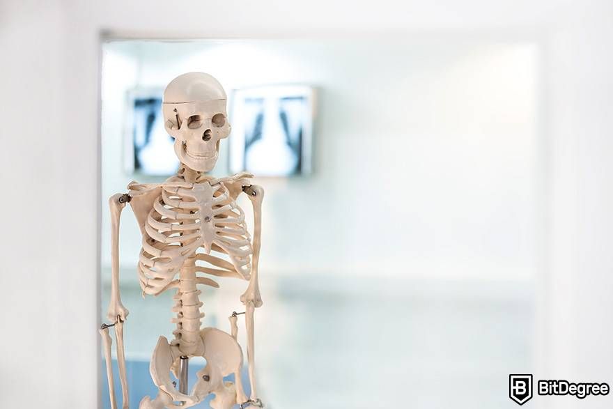 Online biology courses: a model of the human skeleton.