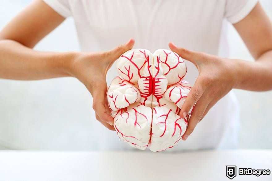 Online biology courses: a person holds a brain model.